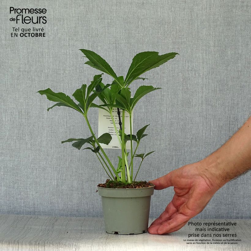 Amostra de Helleborus orientalis Anemone Vermelha Vaso de 12 cm/13 cm tal como entregue no outono