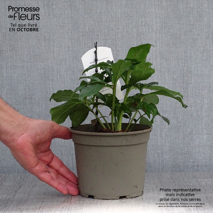 Amostra de Helleborus orientalis Anemone Vermelha Vaso de 2 L/3 L tal como entregue no outono
