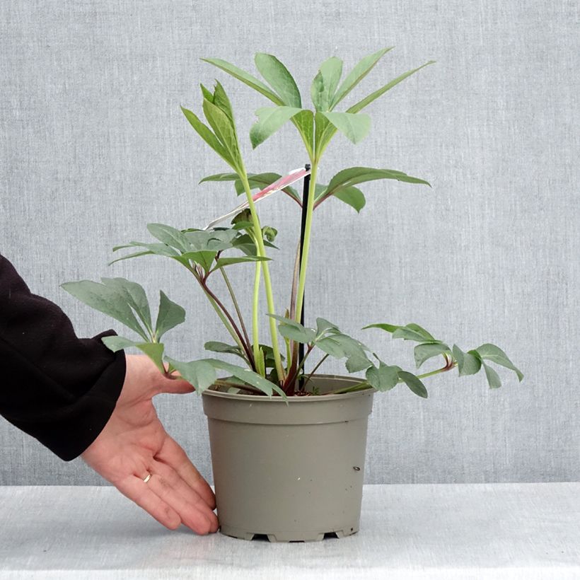 Amostra de Helleborus orientalis Anemone Vermelha Vaso de 2 L/3 L tal como entregue na primavera