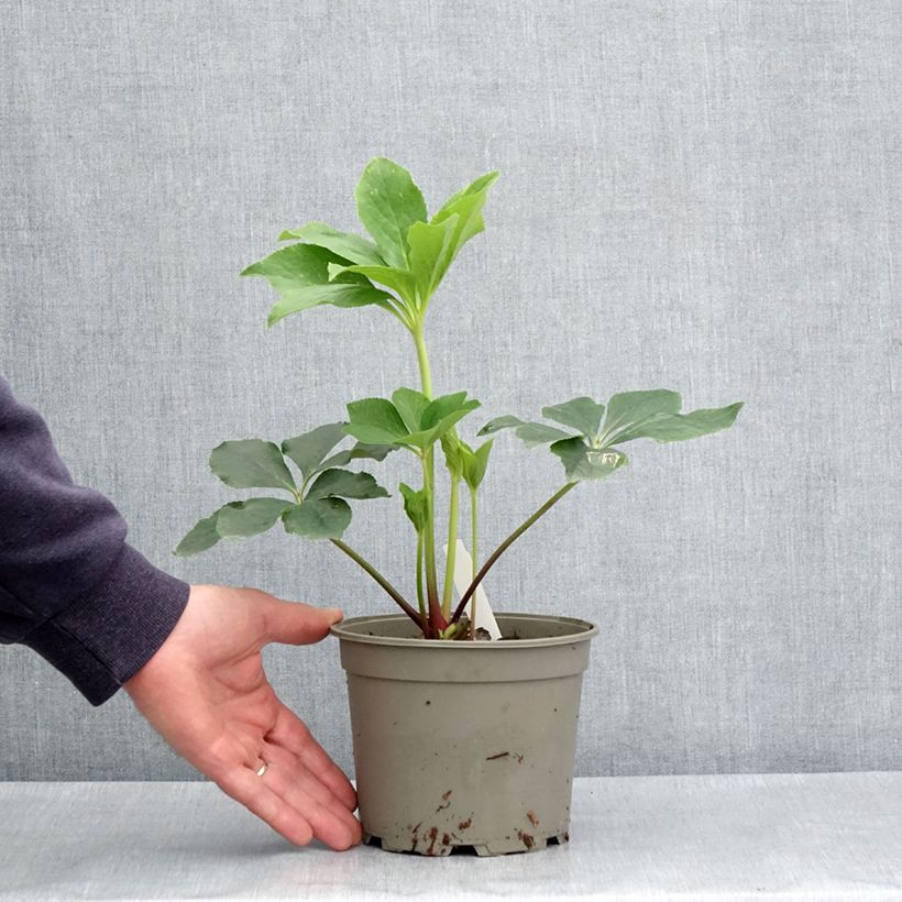 Amostra de Helleborus orientalis Anemone Verde Vaso de 2 L/3 L tal como entregue na primavera