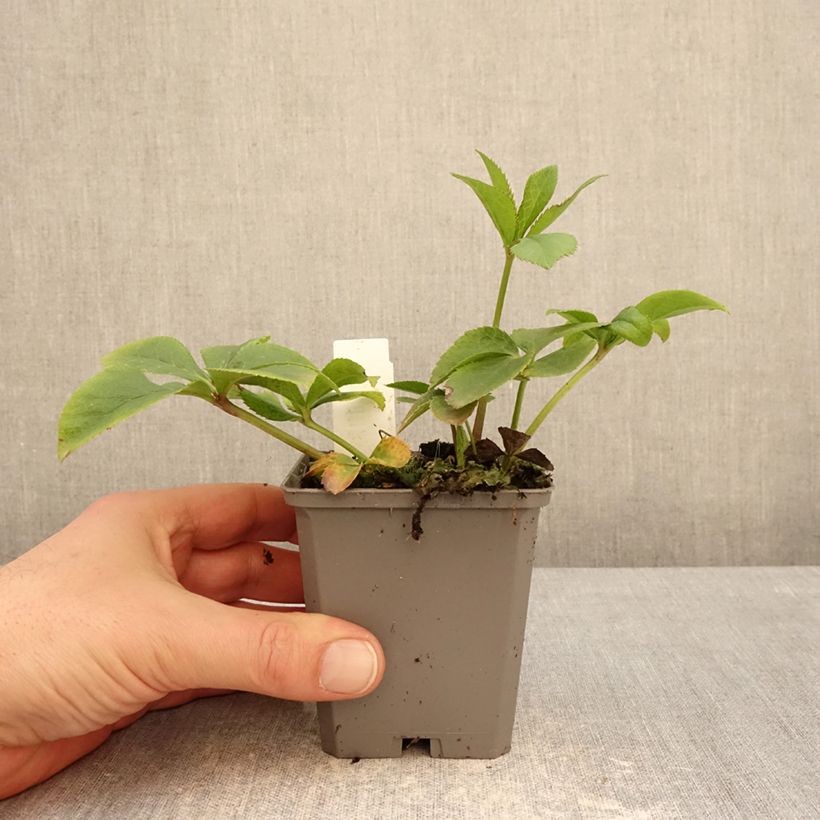 Amostra de Helleborus orientalis Aubergine W/E Vaso de 8/9 cm tal como entregue no inverno