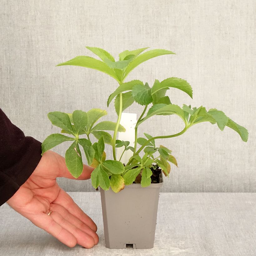 Amostra de Helleborus orientalis Aubergine W/E Vaso de 8/9 cm tal como entregue na primavera