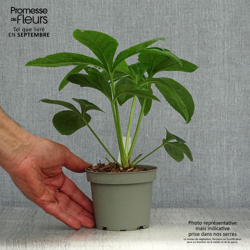 Amostra de Helleborus orientalis Aubergine W/E Vaso de 12 cm/13 cm tal como entregue no outono
