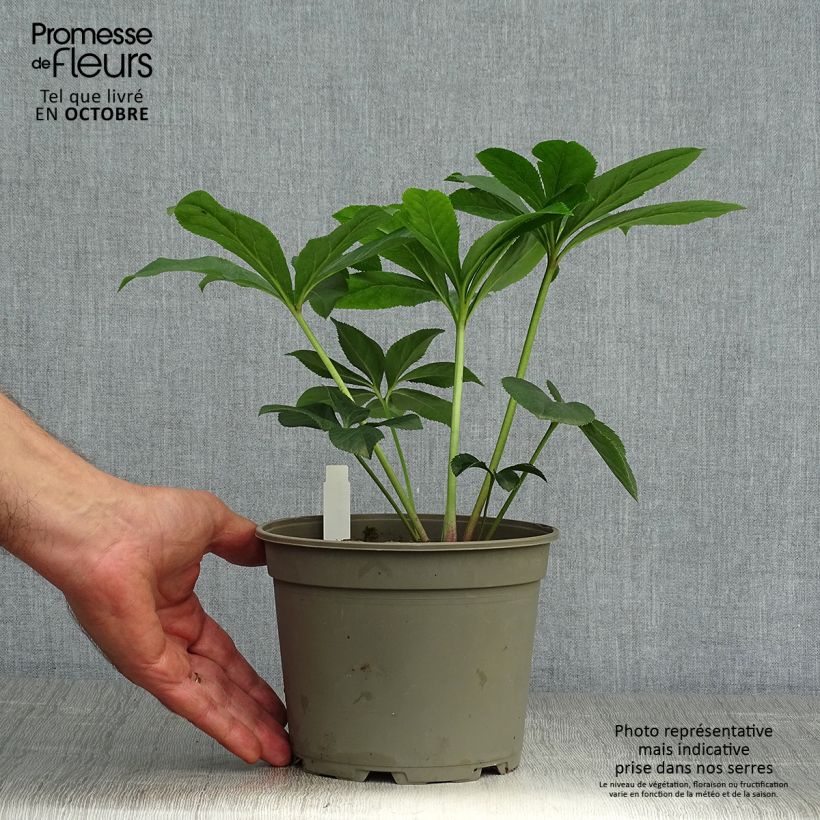 Amostra de Helleborus orientalis Aubergine W/E Vaso de 2 L/3 L tal como entregue no outono