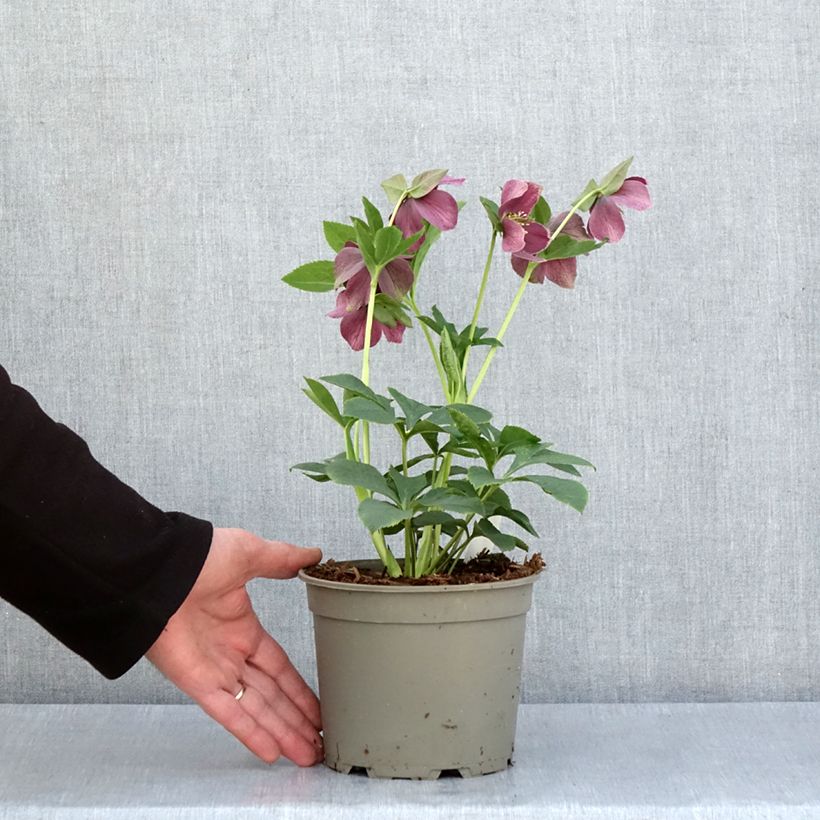 Amostra de Helleborus orientalis Aubergine W/E Vaso de 2 L/3 L tal como entregue na primavera