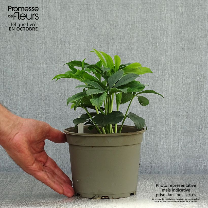 Amostra de Helleborus orientalis Black Chocolate Vaso de 2 L/3 L tal como entregue no outono