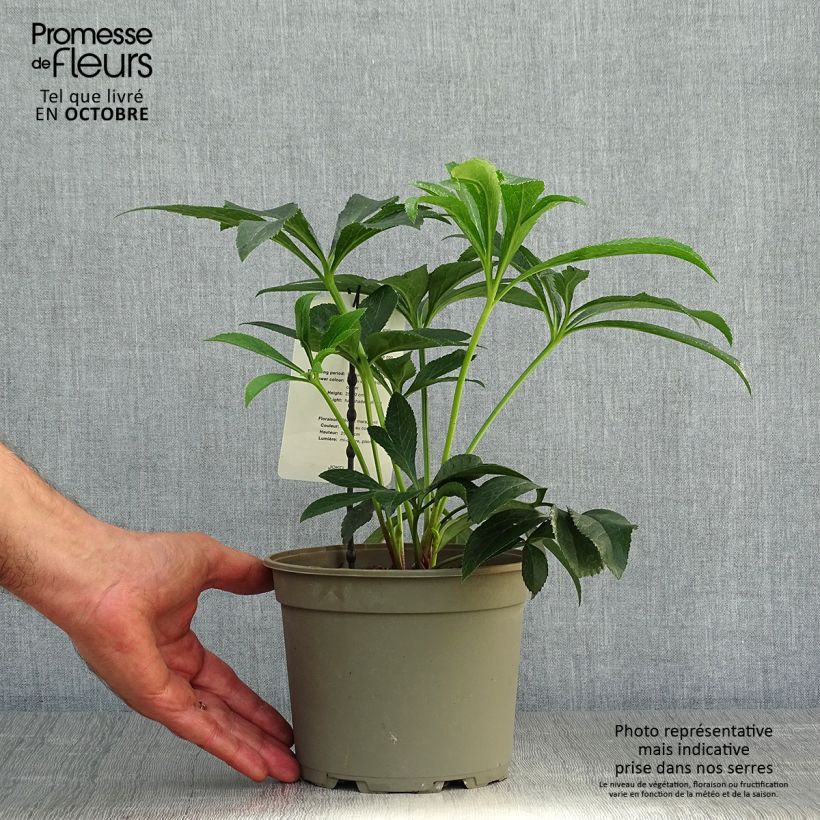 Amostra de Helleborus orientalis White Red Center Vaso de 2 L/3 L tal como entregue no outono