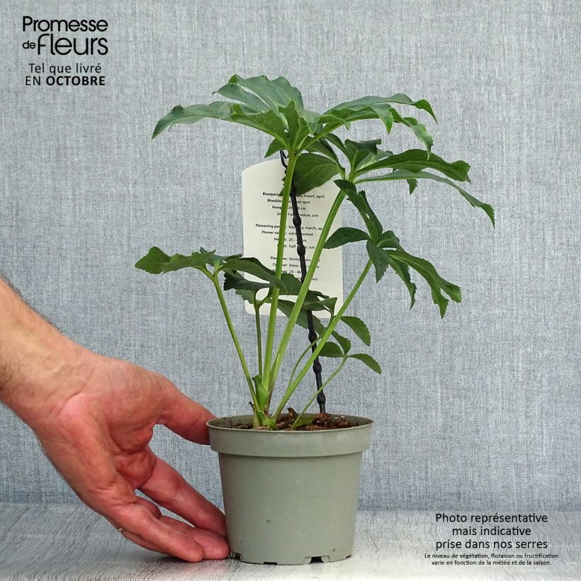 Amostra de Helleborus orientalis Blanc guttatus Vaso de 12 cm/13 cm tal como entregue no outono