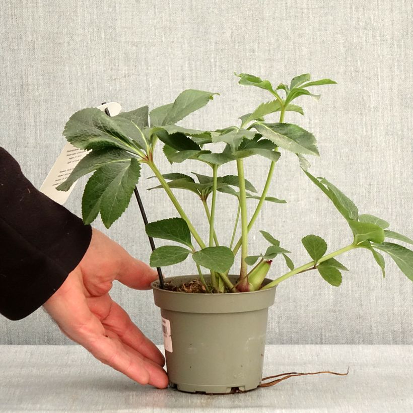 Amostra de Hellébore orientale Blanc guttatus Vaso de 12 cm/13 cm tal como entregue no inverno