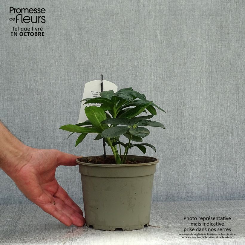 Amostra de Hellébore orientale Blanc guttatus Pot de 2L/3L tal como entregue no outono