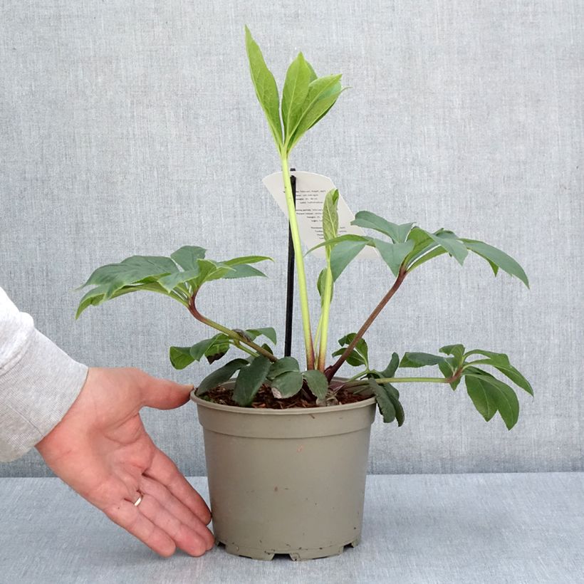 Amostra de Helleborus orientalis Blanc guttatus Vaso de 2 L/3 L tal como entregue na primavera