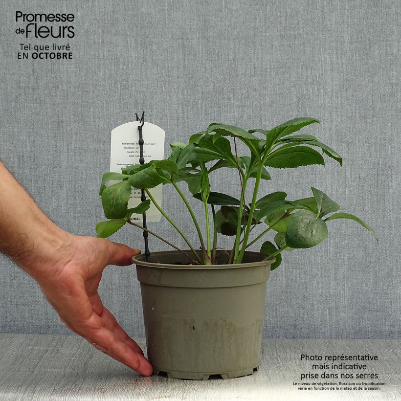 Amostra de Hellébore orientale Blanc Pot de 2L/3L tal como entregue no outono