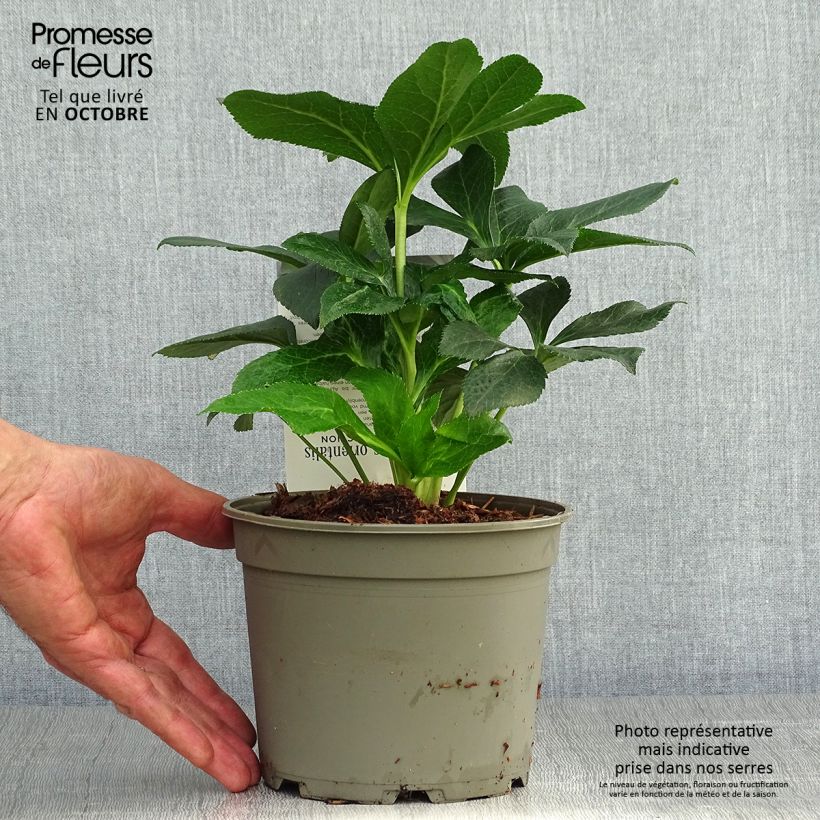 Amostra de Helleborus orientalis Double Aubergine White Edge Vaso de 2 L/3 L tal como entregue no outono