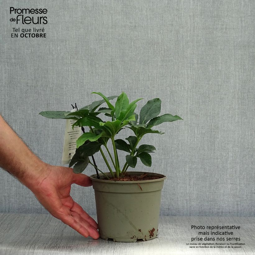Amostra de Helleborus orientalis Double White Spotted Vaso de 2 L/3 L tal como entregue no outono