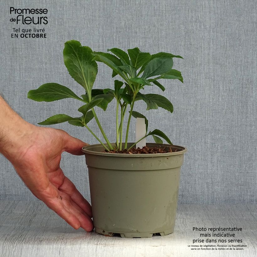 Amostra de Helleborus orientalis Double White Red/Purple Edge Vaso de 2 L/3 L tal como entregue no outono
