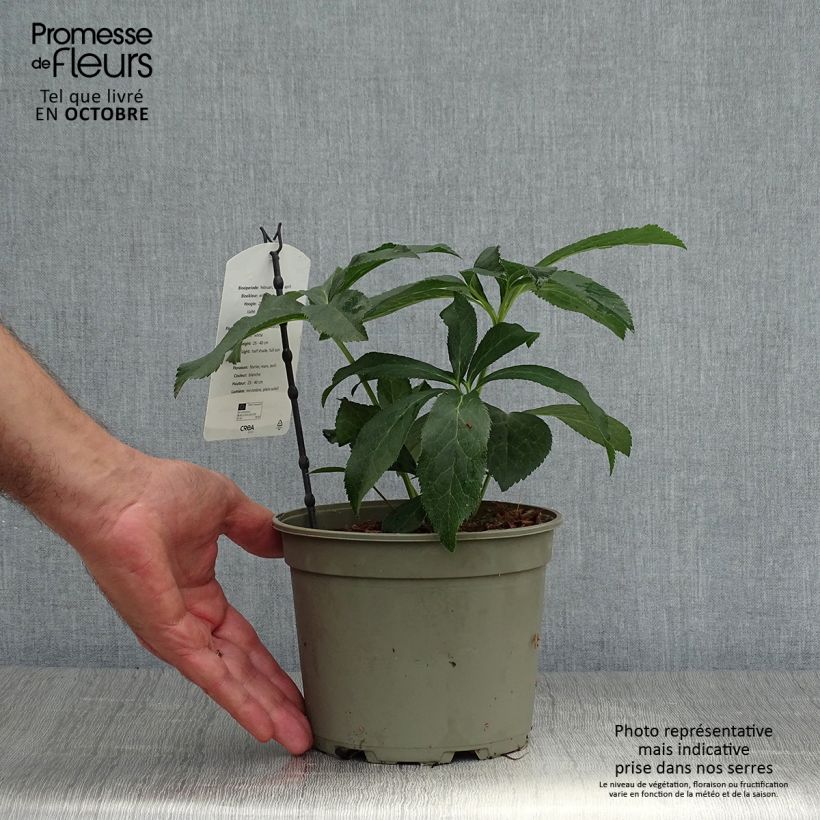 Amostra de Helleborus orientalis Double Branca Vaso de 2 L/3 L tal como entregue no outono