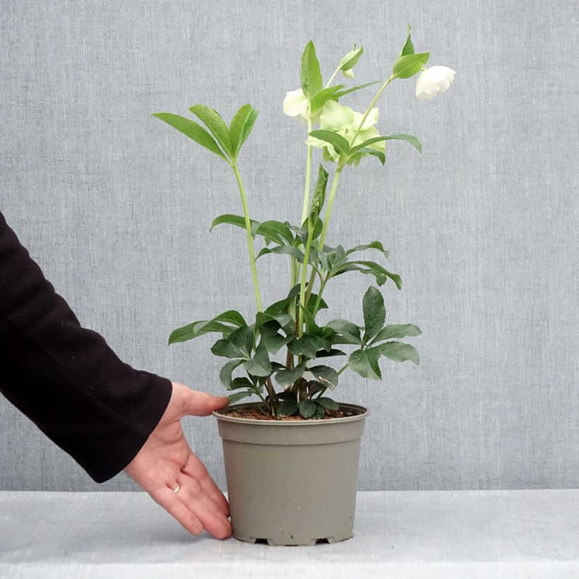 Amostra de Helleborus orientalis Double Branca Vaso de 2 L/3 L tal como entregue na primavera