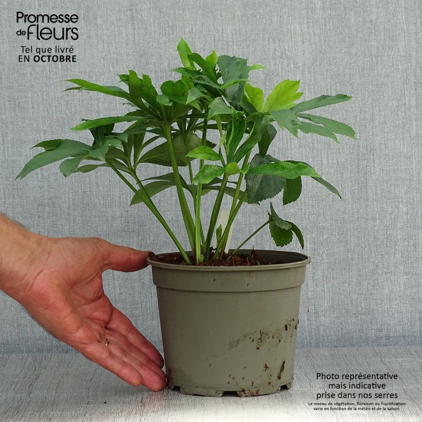 Amostra de Helleborus orientalis Double Yellow Spotted Vaso de 2 L/3 L tal como entregue no outono