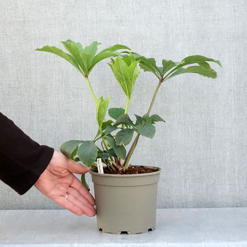 Amostra de Helleborus orientalis Double Yellow Spotted Vaso de 2 L/3 L tal como entregue na primavera
