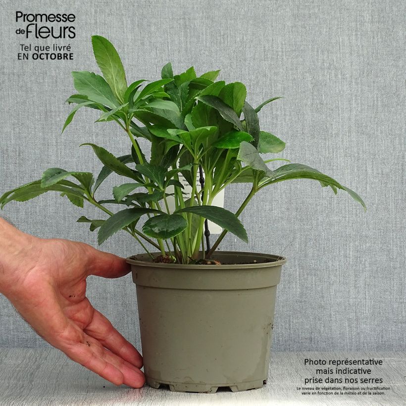 Amostra de Helleborus orientalis Double Amarela Vaso de 2 L/3 L tal como entregue no outono