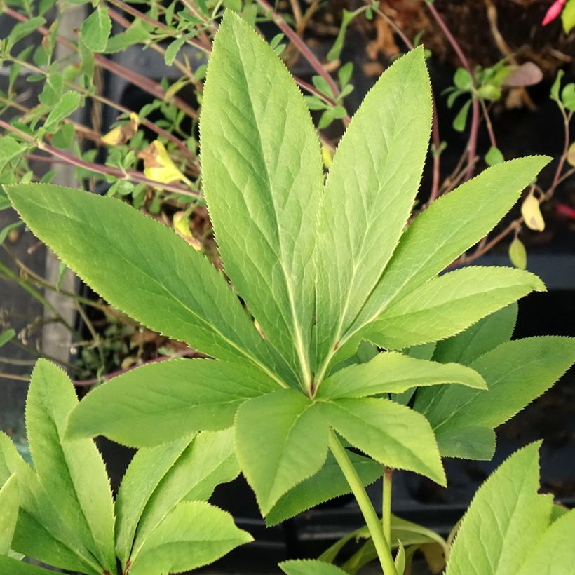 Helleborus orientalis Double Amarela (Folhagem)