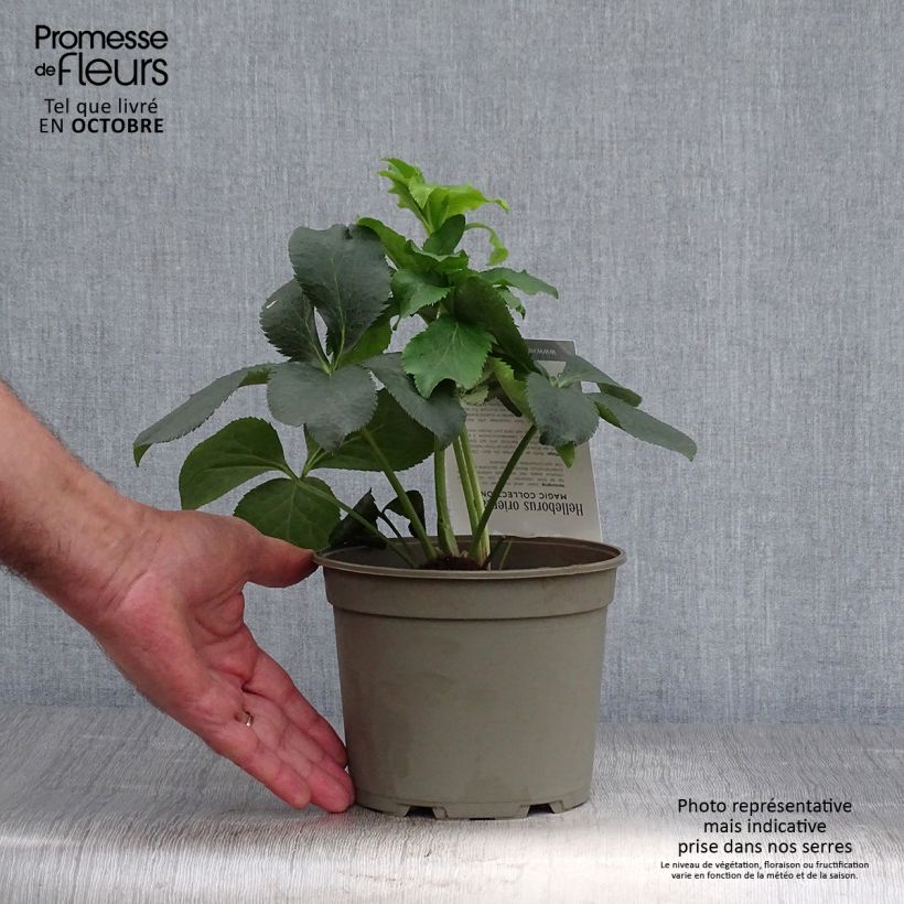 Amostra de Helleborus orientalis Double Picotee Vaso de 2 L/3 L tal como entregue no outono