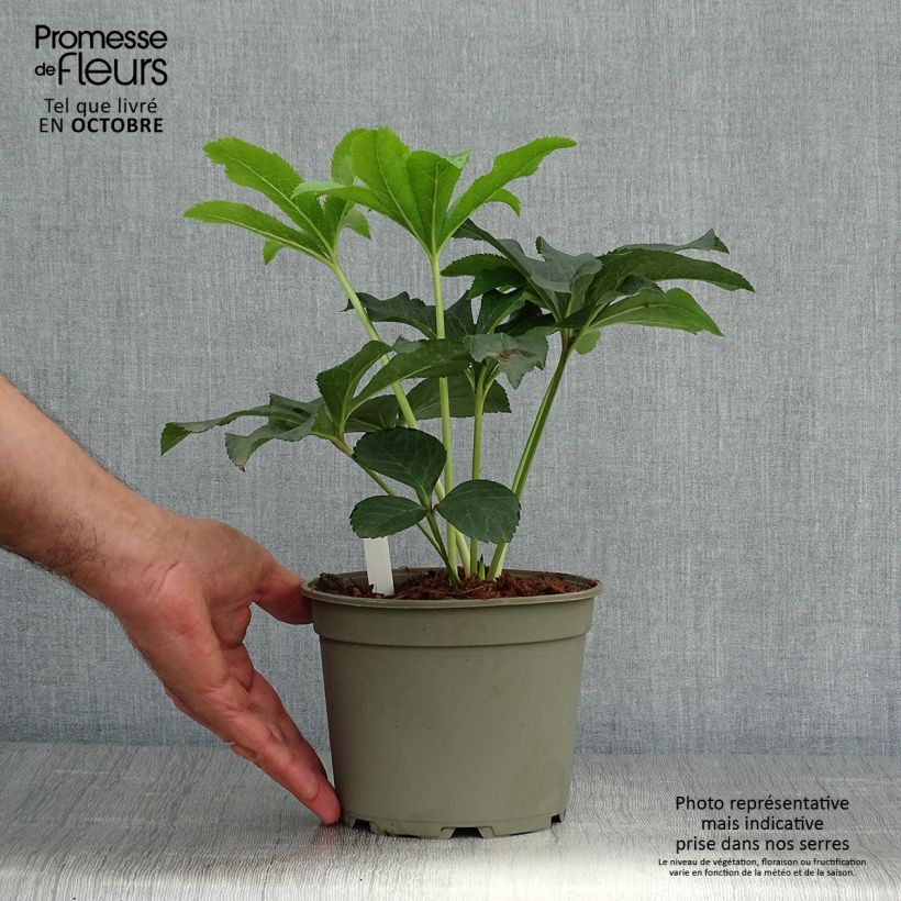 Amostra de Helleborus orientalis Double Vermelha Vaso de 2 L/3 L tal como entregue no outono
