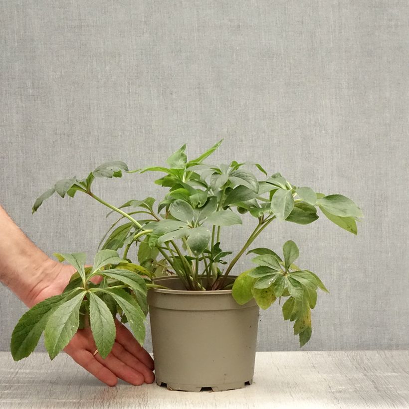 Amostra de Helleborus orientalis Double Vermelha Vaso de 2 L/3 L tal como entregue no verão