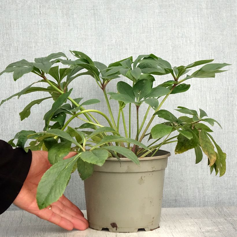 Amostra de Helleborus orientalis Double Vermelha Vaso de 2 L/3 L tal como entregue na primavera