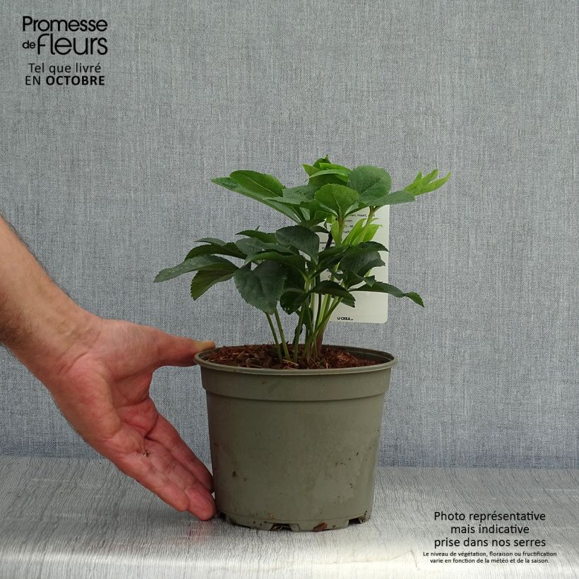 Amostra de Helleborus orientalis Double Verde Vaso de 2 L/3 L tal como entregue no outono
