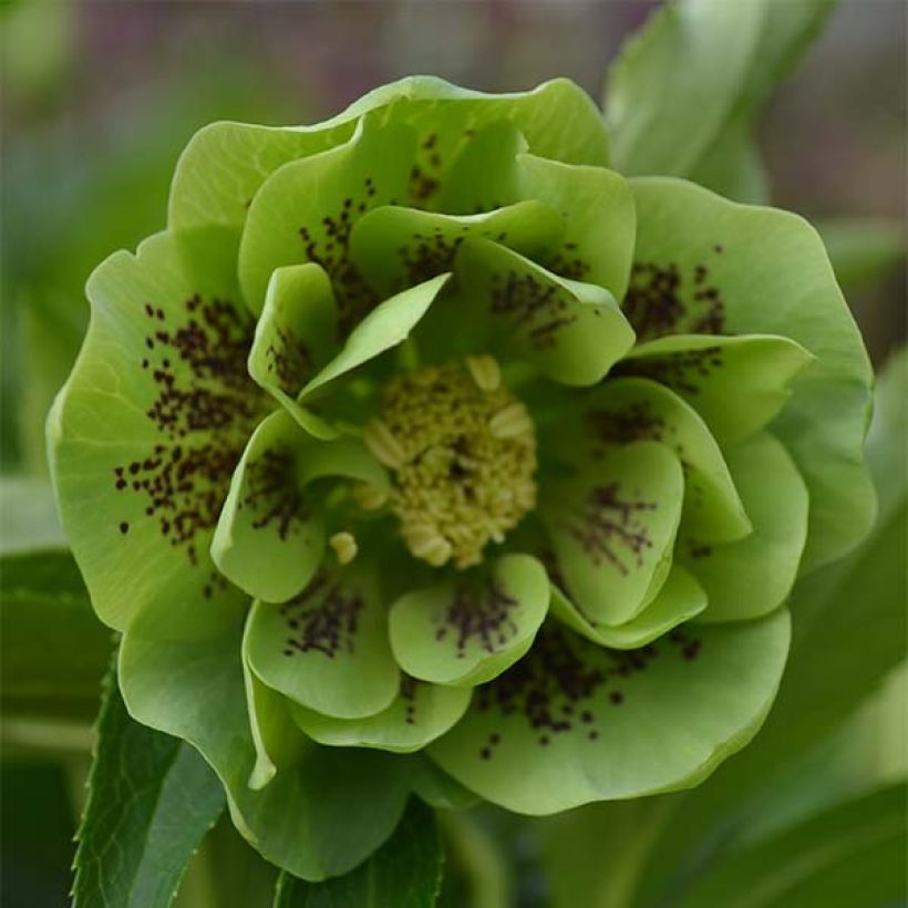 Helleborus orientalis Double Green Spotted (Floração)