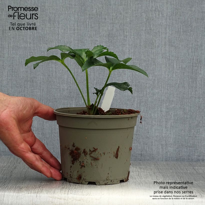 Amostra de Helleborus orientalis Double Green Spotted Vaso de 2 L/3 L tal como entregue no outono