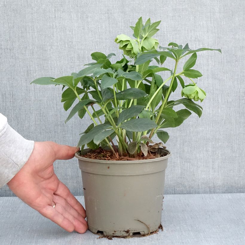 Amostra de Helleborus orientalis Double Green Spotted Vaso de 2 L/3 L tal como entregue na primavera