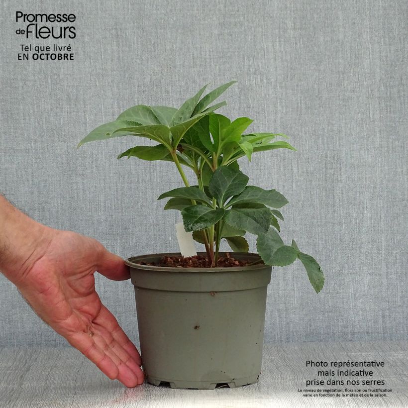 Amostra de Helleborus orientalis Special Pink Vaso de 2 L/3 L tal como entregue no outono
