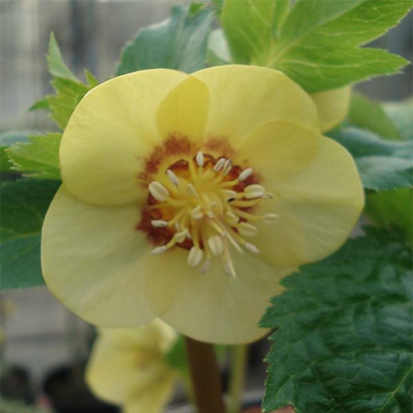 Helleborus orientalis Super Yellow Red Center (Floração)