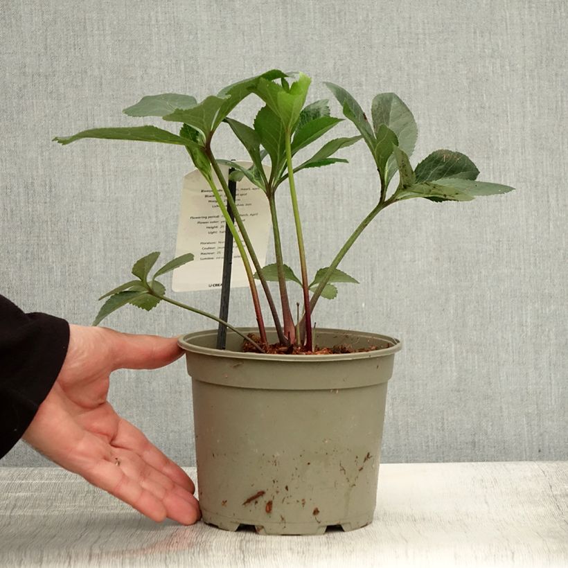 Amostra de Helleborus orientalis Yellow Spotted Vaso de 2 L/3 L tal como entregue no outono