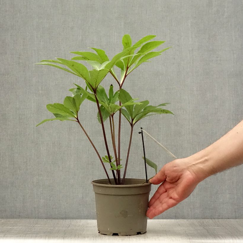 Amostra de Helleborus orientalis Yellow Spotted Vaso de 2 L/3 L tal como entregue no verão