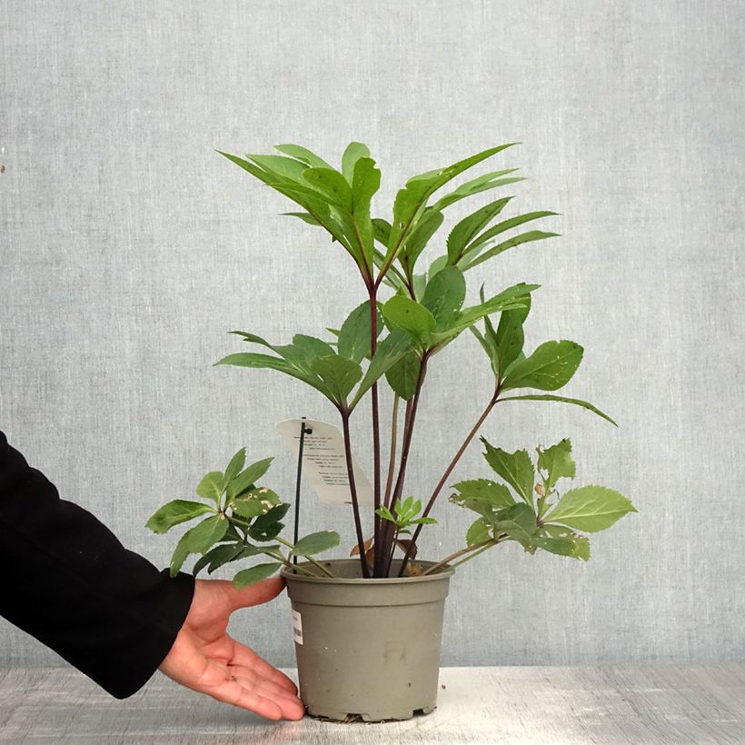 Amostra de Helleborus orientalis Yellow Spotted Vaso de 2 L/3 L tal como entregue na primavera