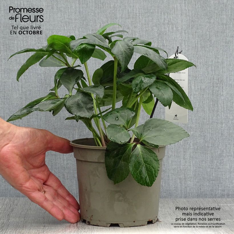 Amostra de Helleborus orientalis Amarela Vaso de 2 L/3 L tal como entregue no outono