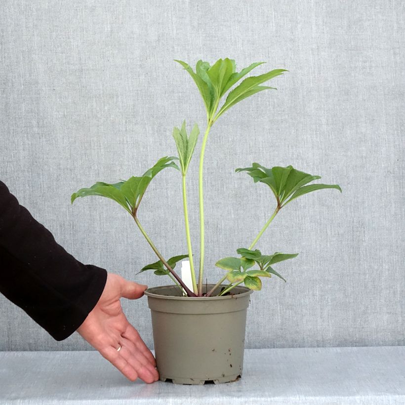 Amostra de Helleborus orientalis Amarela Vaso de 2 L/3 L tal como entregue na primavera