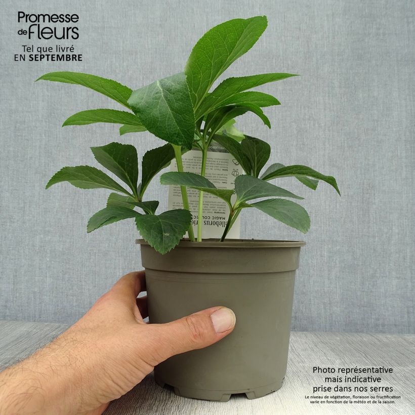 Amostra de Helleborus orientalis Magic Apricot guttatus Vaso de 2 L/3 L tal como entregue no outono