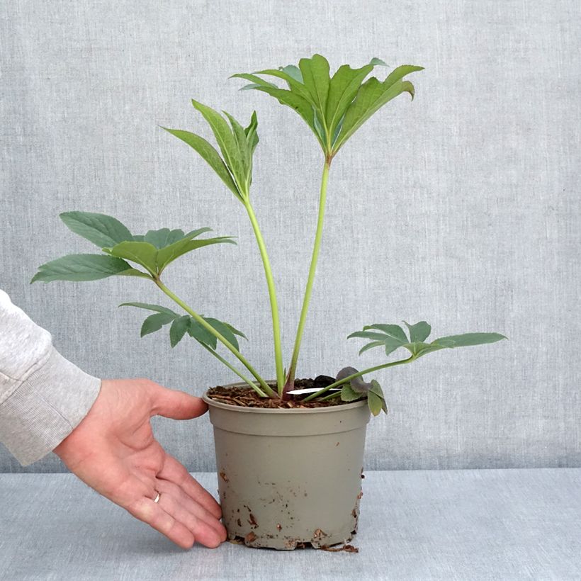 Amostra de Helleborus orientalis Magic Apricot guttatus Vaso de 2 L/3 L tal como entregue na primavera