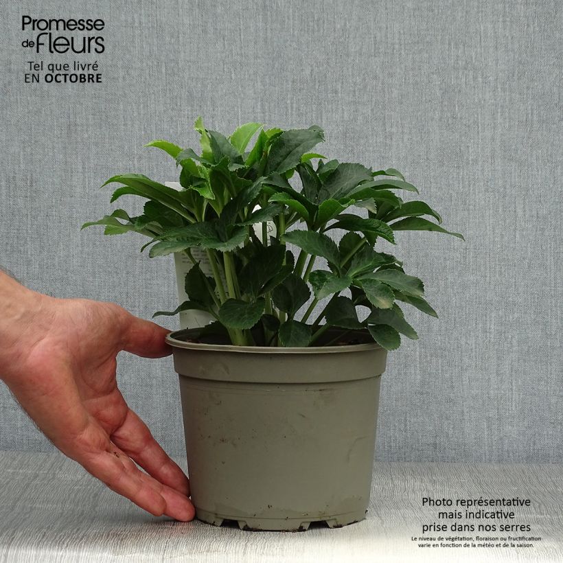 Amostra de Helleborus orientalis Magic Aubergine Liseré Vaso de 2 L/3 L tal como entregue no outono