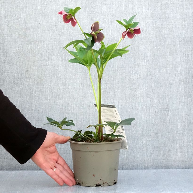 Amostra de Helleborus orientalis Magic Aubergine Liseré Vaso de 2 L/3 L tal como entregue na primavera