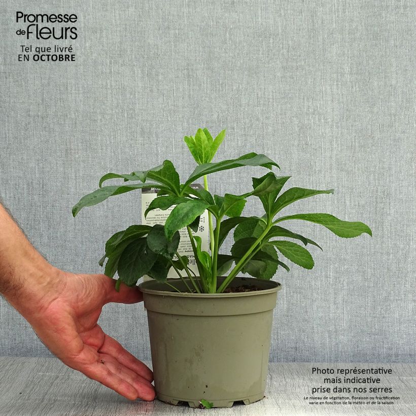 Amostra de Helleborus orientalis Magic Double Rosa Vaso de 2 L/3 L tal como entregue no outono