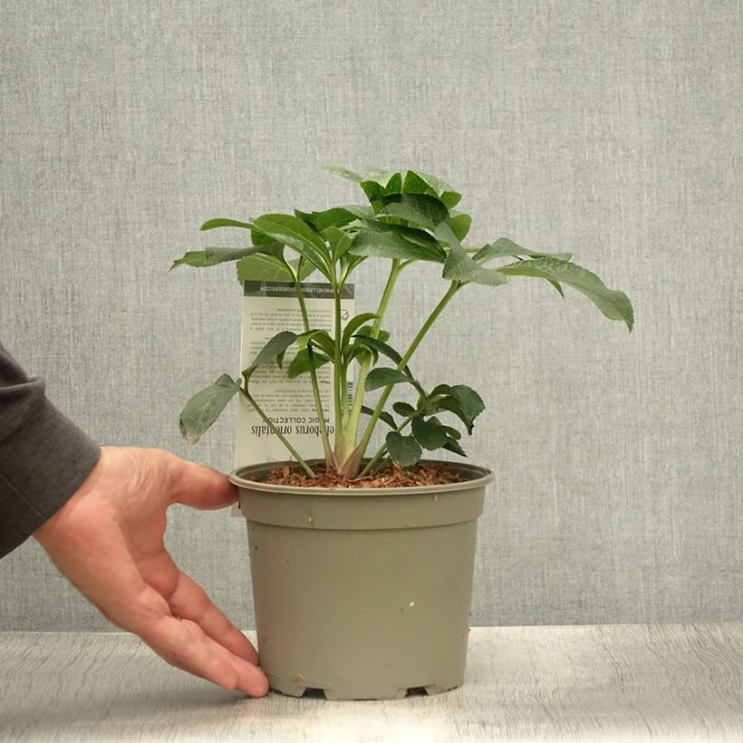 Amostra de Helleborus orientalis Magic Double Rouge Vaso de 2 L/3 L tal como entregue no verão