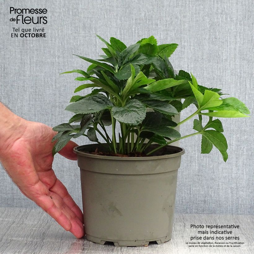 Amostra de Helleborus orientalis Magic Rouge Vaso de 2 L/3 L tal como entregue no outono