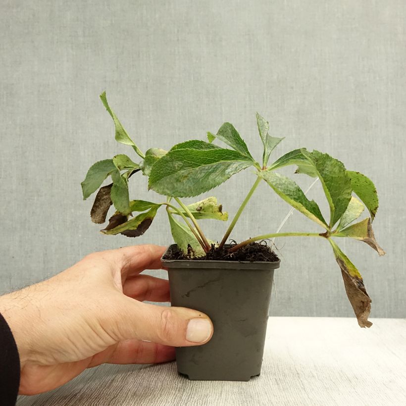 Amostra de Helleborus orientalis em mistura - Rosa quaresmal Vaso de 8/9 cm tal como entregue no outono