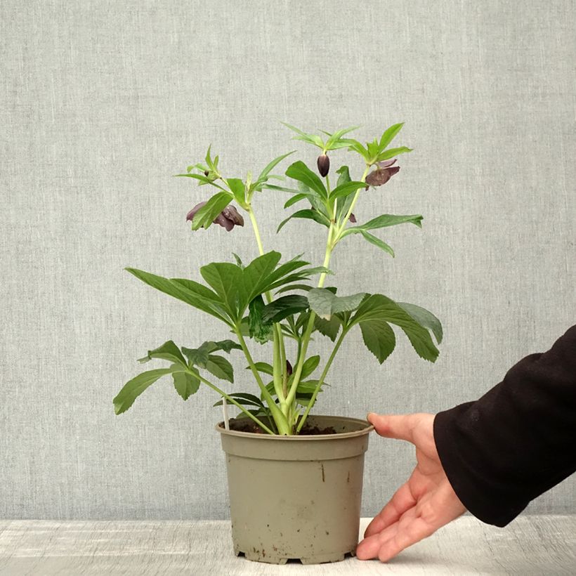 Amostra de Helleborus orientalis Preta Vaso de 1,5 L/2 L tal como entregue no outono
