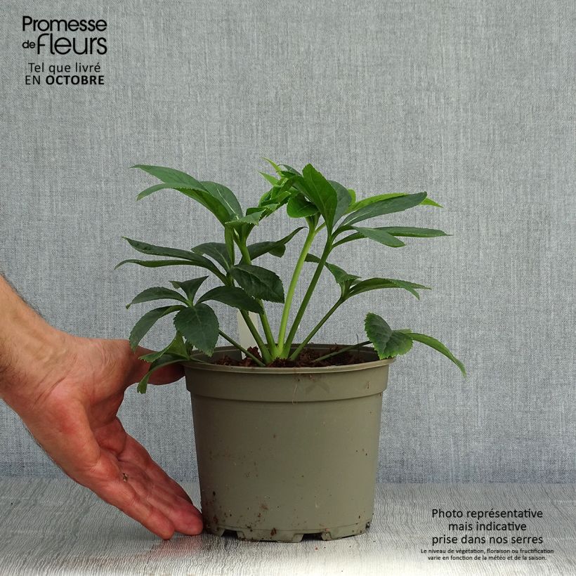 Amostra de Helleborus orientalis Peach with Dark Center - Rosa quaresmal pêssego Vaso de 2 L/3 L tal como entregue no outono